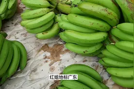 广东人别再吃有催熟剂的黄皮香蕉了，买青皮生香蕉，巧催熟放心吃