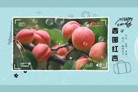 濮阳十大特产有哪些视频封面