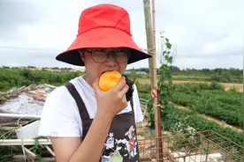 家里的黄毛桃熟了，大梅摘点送老爹尝尝，小院里充满着温馨！视频封面