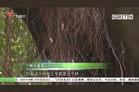 广州：树上频频掉下“毛毛虫” 市民盼望绿化部门喷杀视频封面
