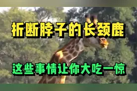 折断脖子的长颈鹿，这些事情让你大吃一惊！视频封面