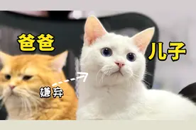 小猫咪的尾巴是给喵星发电报的？一直抖不停，好奇怪啊！视频封面