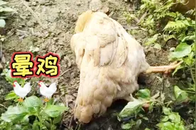 轻念几句咒语，就能让鸡安静的睡觉，这是法术还是催眠。