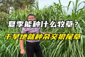 夏季种什么牧草？杂交狼尾草抗旱能力强，产量高，20天就能割一茬