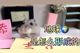 3只仓鼠智商大比拼，其中两只智商超群，而学渣只能被迫学习