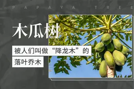 木瓜树——被人们叫做“降龙木”的落叶乔木视频封面