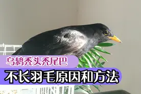 百舌鸟不长羽毛怎么办？乌鸫换毛出现秃头秃尾巴的原因和解决方法