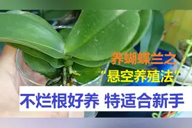 新买回家的蝴蝶兰，最容易养活之“悬挂养殖法”，不烂根新手最爱视频封面
