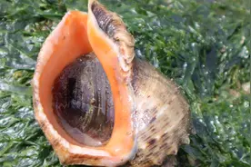 纹铭赶海：如何判断蛏子王的走向，今天告诉大家方法。