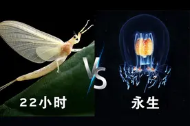 生物的一辈子有多长，有的朝生暮死，有的永远不死