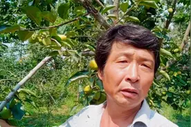 柿子树炭疽病感染柿子、嫩枝，造成枝叶干枯、柿子软化脱落