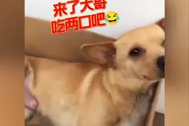 奇葩的动物行为，狗子竟然邀请主人喝自己的奶视频封面