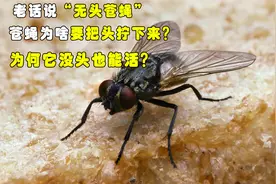 老话说“无头苍蝇”，苍蝇为啥要把头拧下来？为何它没头也能活？