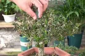 雀舌黄杨开花又结果，对往后养护有多大影响？视频封面