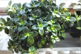 金鱼吊兰换盆，原有的土球要不要去掉？看完别做错视频封面