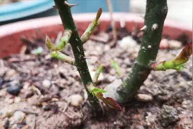 月季长新芽却萎蔫了？别糟心！揪出这3个问题解决掉，能挽救视频封面