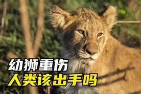 小狮子朱尼尔死地求生，摄影师泪洒现场 | 狮子纪录片视频封面