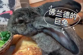 世界上最大的兔子，体重高达45公斤，堪称兔子界的巨无霸视频封面