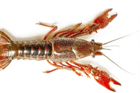 小龙虾和龙虾有什么区别？为什么大家都爱吃？看完饿了