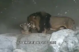 虚构：狮子背着老婆出来私会情人视频封面