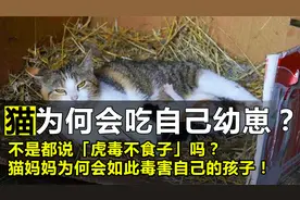 母猫为何会吃掉自己的幼崽？难道有什么隐情吗？
