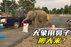 可爱的小象用鼻子帮泰国村民搬运大米？它该不是来捣蛋的吧？视频封面
