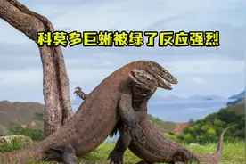 科莫多巨蜥到了繁殖的季节，下的蛋竟然不是自己的