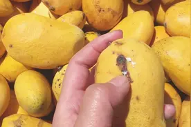 芒果发黑到底能不能吃？今天终于明白了视频封面