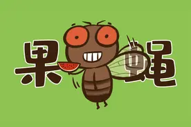 垃圾桶里凭空冒出来的小飞虫到底是什么？