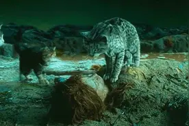 女孩救下一只猫，没想到它是活了5000年的神，送给她一件礼物