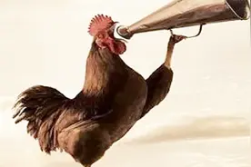 公鸡喜欢打鸣，母鸡为何不打鸣？看完长知识了！视频封面