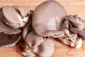 蘑菇这样做真的太好吃了，做法简单家常，营养又美味，吃着超解馋