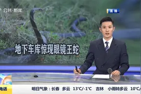 广西：地下车库惊现眼镜王蛇 小区上演“捕蛇记”视频封面