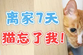 几个月不见，猫咪还记得我吗？