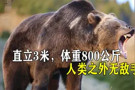 庞大的科迪亚克棕熊，直立3米，体重800公斤，人类之外无敌手