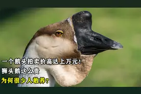 一个鹅头拍卖价高达上万元！狮头鹅这么贵，为何很少人敢养？视频封面