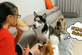 女主吃榴莲却不让狗吃，土狗馋得哇哇大哭，二哈则狂咽口水太萌了视频封面