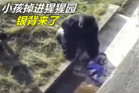 小孩掉进猩猩园！银背大猩猩来了！视频封面