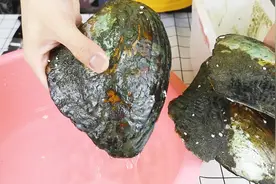花66元在拼多多上买了三个“珍珠蚌”，能开到多少珍珠？视频封面