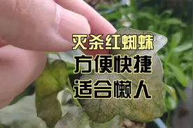 封闭阳台养花，红蜘蛛很头疼，懒人除虫法，方便有效