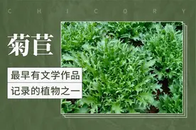 菊苣——最早有文学作品记录的植物之一视频封面