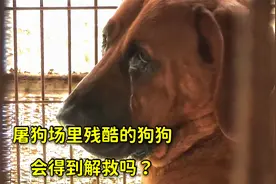 狗狗被人虐待后，还被送去屠狗场，残酷的命运会得到解救吗？视频封面