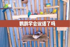 虎皮 玄凤 牡丹鹦鹉哪种学说话的能力最强，开始养鸟千万别选错