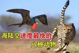 海陆空最快的八种动物，猎豹仅排第五，榜首1秒移动116米