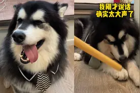 女主人拿棍子狗狗无动于衷，男主人拿棍子狗狗秒怂，反差逗乐众人视频封面