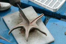 海星能吃吗？看到渔民大叔处理过程，网友：顿时胃口全无视频封面