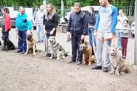 猞猁和狗狗一起接受训练，隔壁的狗子都吓坏了视频封面