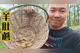 菌类中的极品-羊肚蘑，美味虽好数量太少，俩人采都不够吃一顿视频封面