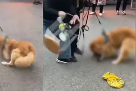 长沙一未牵绳小狗遭金毛撕咬十几分钟，狗主人拉都拉不住视频封面