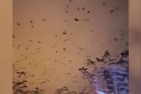 青海一闹市区乌鸦成群，黑压压一片被拍下，网友：科幻片既视感